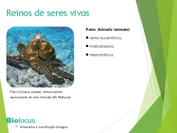 Reinos de seres vivos Reino Animalia (animais): seres eucarióticos; multicelulares; heterotróficos. Polvo (Octopus cyanea),