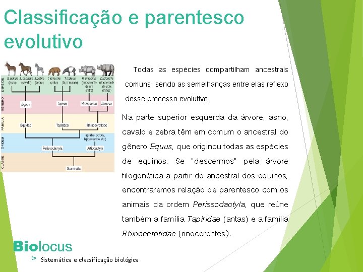 Classificação e parentesco evolutivo Todas as espécies compartilham ancestrais comuns, sendo as semelhanças entre