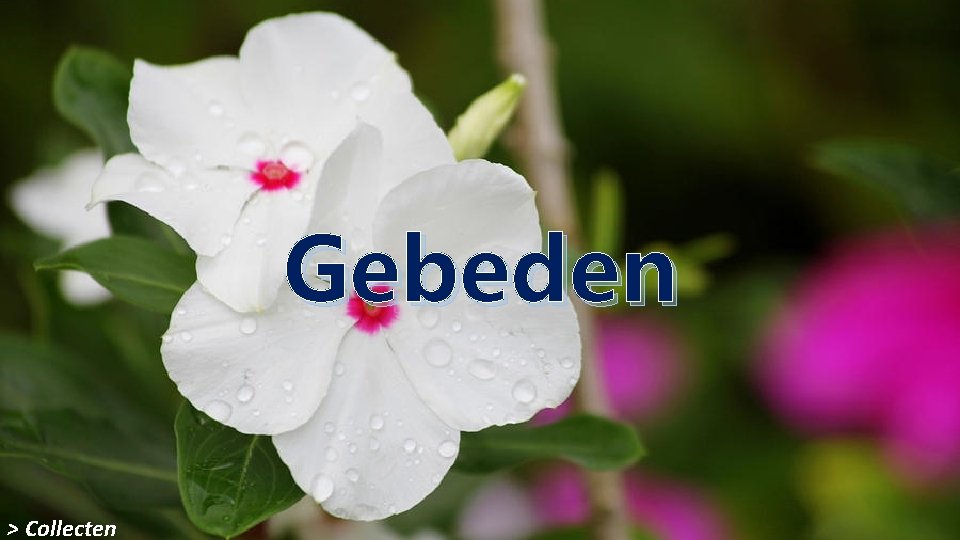 Gebeden > Collecten 