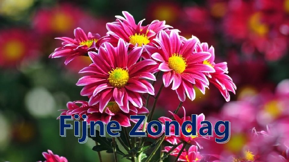 Fijne Zondag 