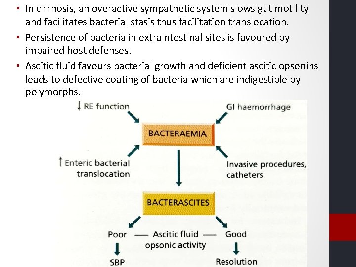 • In cirrhosis, an overactive sympathetic system slows gut motility and facilitates bacterial • In cirrhosis, an overactive sympathetic system slows gut motility and facilitates bacterial