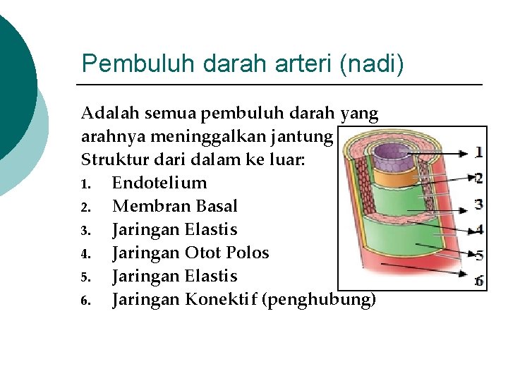 Pembuluh darah arteri (nadi) Adalah semua pembuluh darah yang arahnya meninggalkan jantung Struktur dari