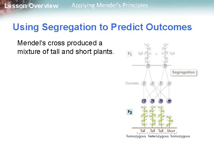 Lesson Overview Applying Mendel’s Principles Using Segregation to Predict Outcomes Mendel’s cross produced a