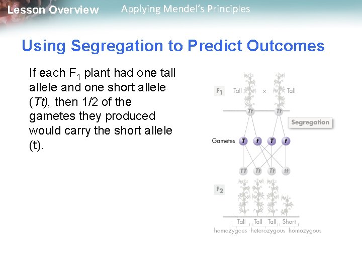 Lesson Overview Applying Mendel’s Principles Using Segregation to Predict Outcomes If each F 1