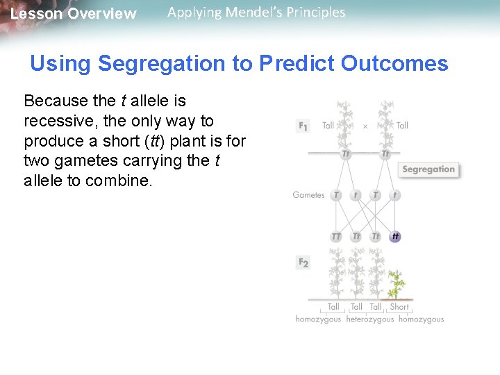 Lesson Overview Applying Mendel’s Principles Using Segregation to Predict Outcomes Because the t allele