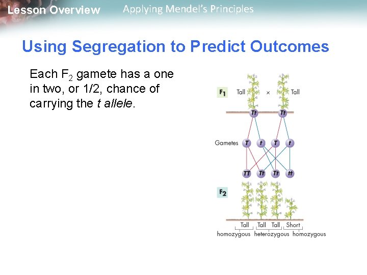 Lesson Overview Applying Mendel’s Principles Using Segregation to Predict Outcomes Each F 2 gamete