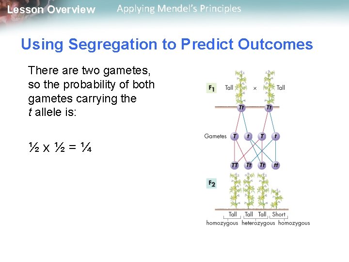 Lesson Overview Applying Mendel’s Principles Using Segregation to Predict Outcomes There are two gametes,