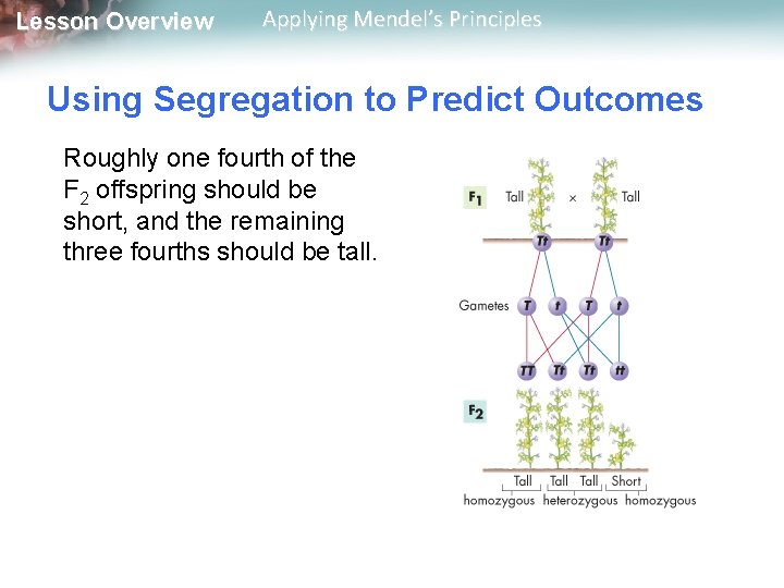 Lesson Overview Applying Mendel’s Principles Using Segregation to Predict Outcomes Roughly one fourth of