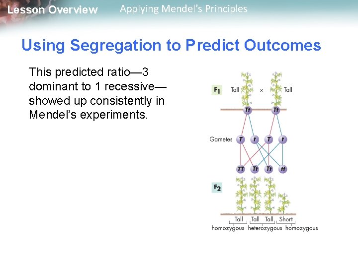 Lesson Overview Applying Mendel’s Principles Using Segregation to Predict Outcomes This predicted ratio— 3