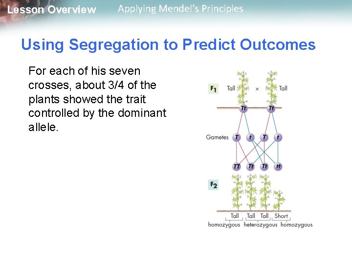 Lesson Overview Applying Mendel’s Principles Using Segregation to Predict Outcomes For each of his