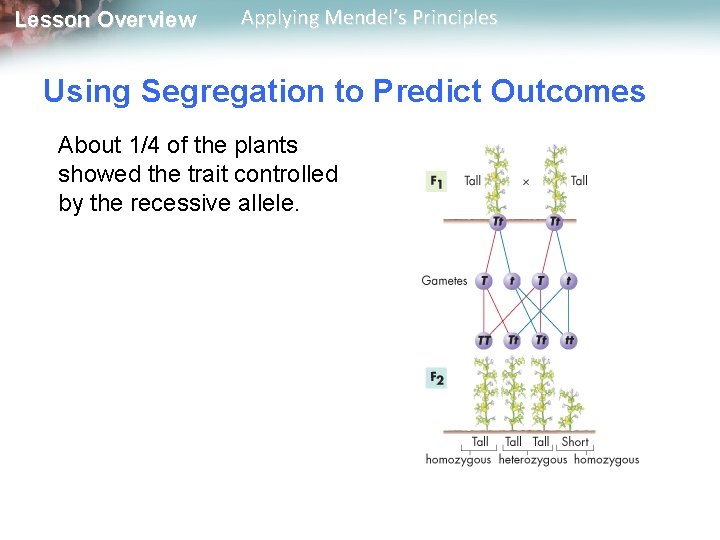 Lesson Overview Applying Mendel’s Principles Using Segregation to Predict Outcomes About 1/4 of the