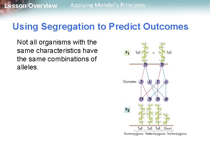 Lesson Overview Applying Mendel’s Principles Using Segregation to Predict Outcomes Not all organisms with