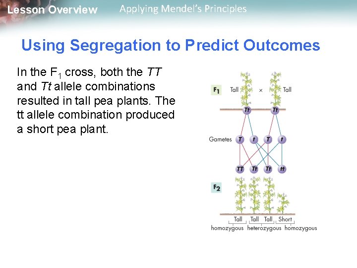 Lesson Overview Applying Mendel’s Principles Using Segregation to Predict Outcomes In the F 1