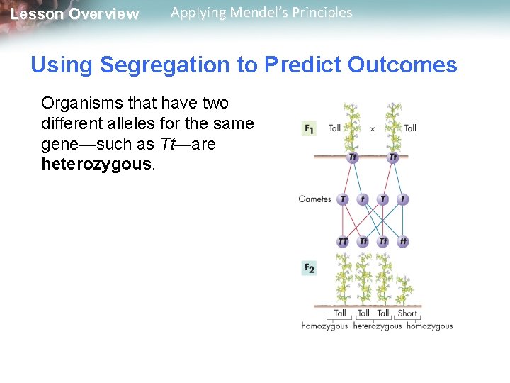 Lesson Overview Applying Mendel’s Principles Using Segregation to Predict Outcomes Organisms that have two