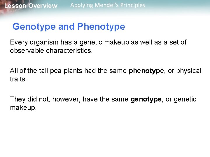 Lesson Overview Applying Mendel’s Principles Genotype and Phenotype Every organism has a genetic makeup