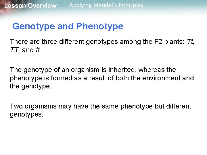 Lesson Overview Applying Mendel’s Principles Genotype and Phenotype There are three different genotypes among