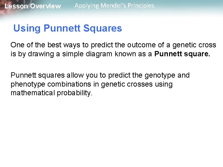 Lesson Overview Applying Mendel’s Principles Using Punnett Squares One of the best ways to