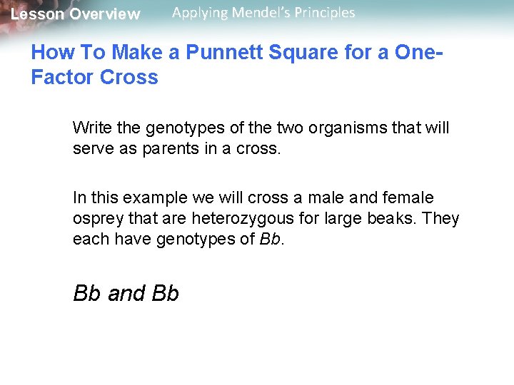 Lesson Overview Applying Mendel’s Principles How To Make a Punnett Square for a One.