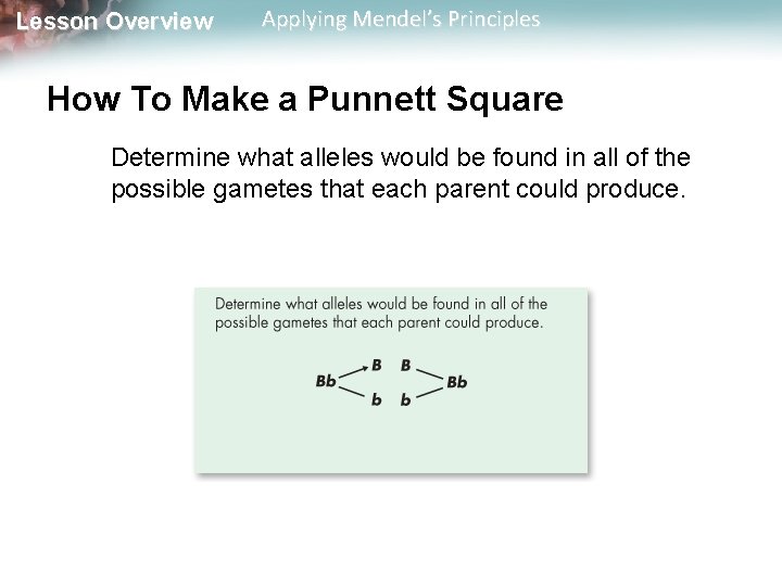 Lesson Overview Applying Mendel’s Principles How To Make a Punnett Square Determine what alleles