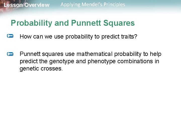 Lesson Overview Applying Mendel’s Principles Probability and Punnett Squares How can we use probability