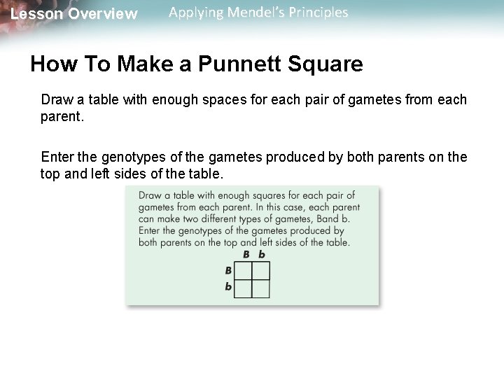 Lesson Overview Applying Mendel’s Principles How To Make a Punnett Square Draw a table