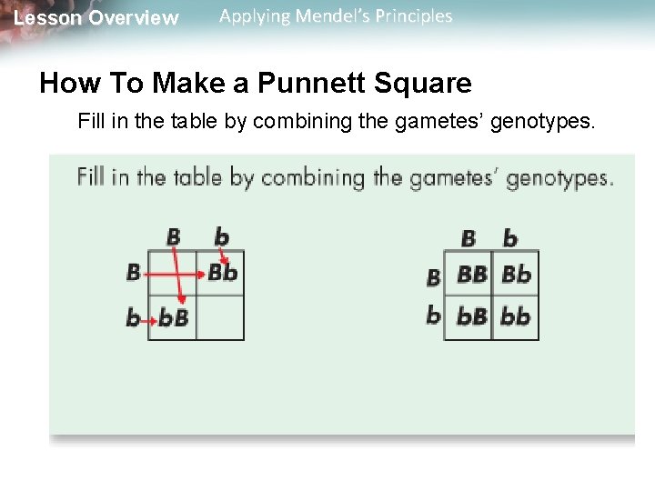 Lesson Overview Applying Mendel’s Principles How To Make a Punnett Square Fill in the