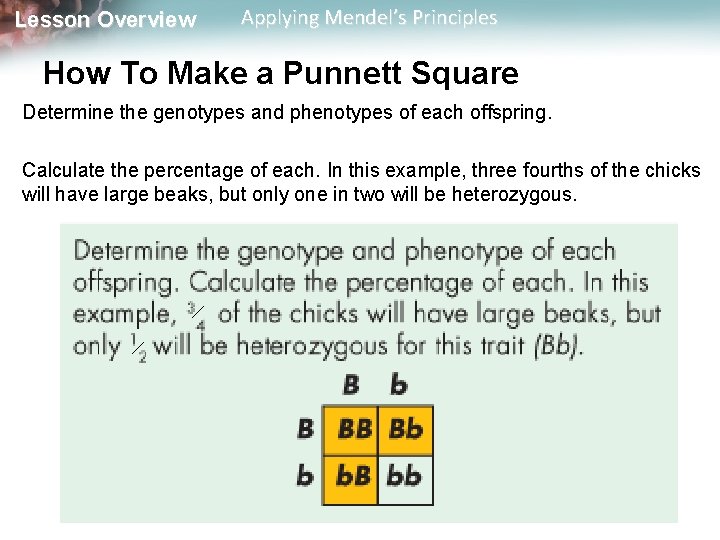 Lesson Overview Applying Mendel’s Principles How To Make a Punnett Square Determine the genotypes