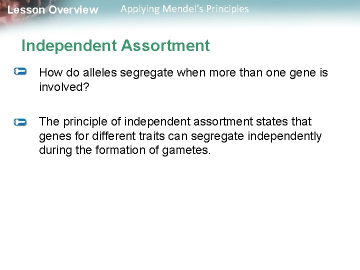 Lesson Overview Applying Mendel’s Principles Independent Assortment How do alleles segregate when more than