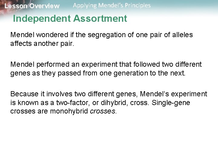 Lesson Overview Applying Mendel’s Principles Independent Assortment Mendel wondered if the segregation of one