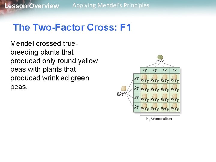 Lesson Overview Applying Mendel’s Principles The Two-Factor Cross: F 1 Mendel crossed truebreeding plants