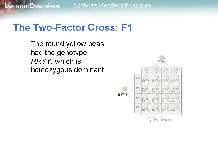 Lesson Overview Applying Mendel’s Principles The Two-Factor Cross: F 1 The round yellow peas