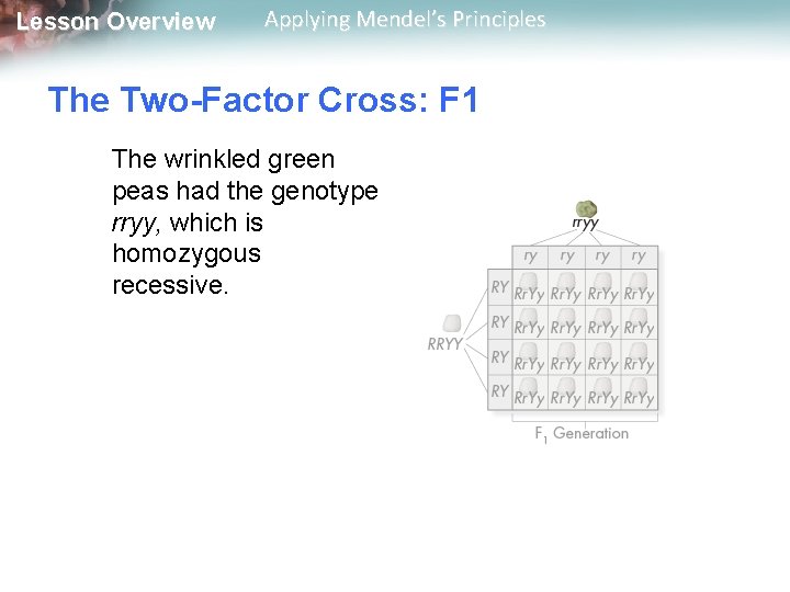 Lesson Overview Applying Mendel’s Principles The Two-Factor Cross: F 1 The wrinkled green peas