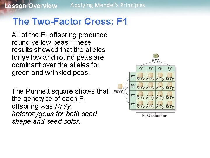 Lesson Overview Applying Mendel’s Principles The Two-Factor Cross: F 1 All of the F