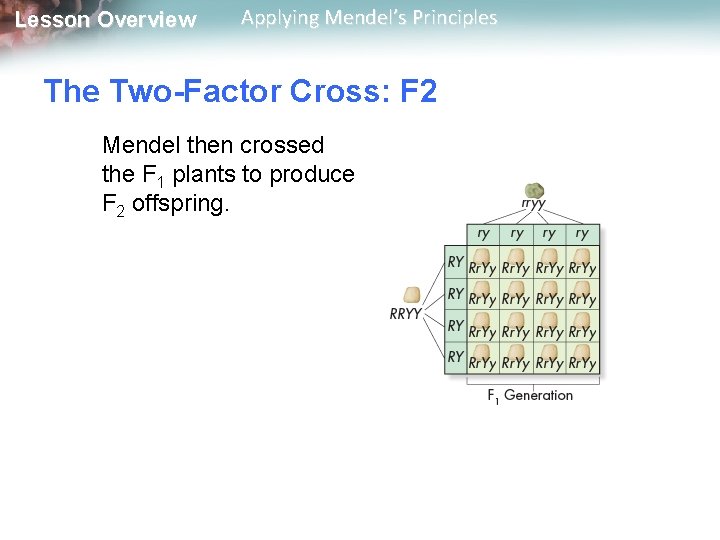 Lesson Overview Applying Mendel’s Principles The Two-Factor Cross: F 2 Mendel then crossed the