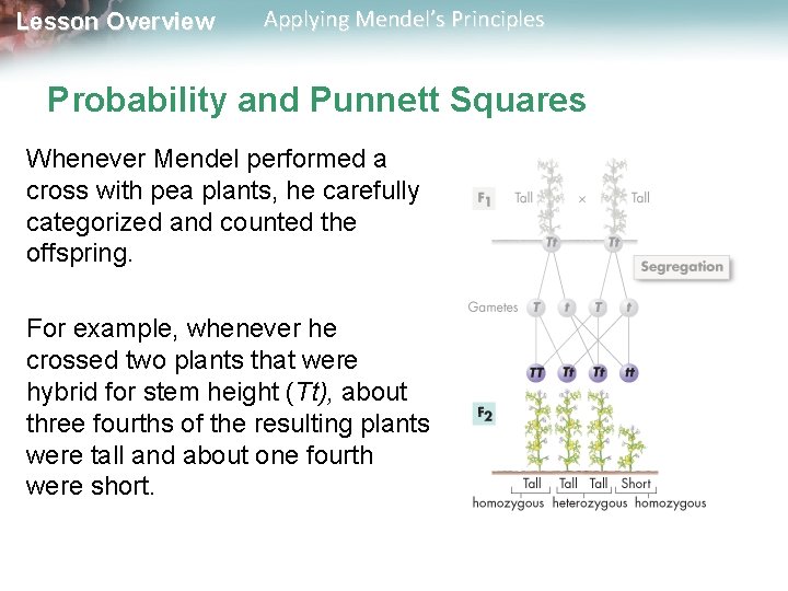 Lesson Overview Applying Mendel’s Principles Probability and Punnett Squares Whenever Mendel performed a cross