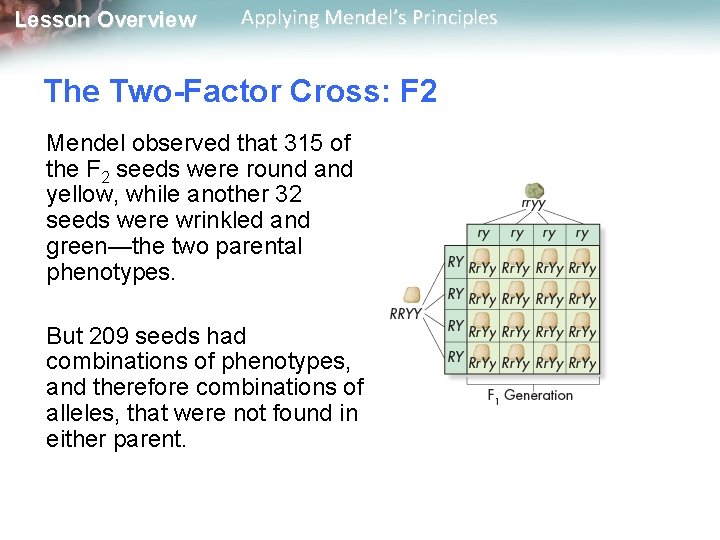 Lesson Overview Applying Mendel’s Principles The Two-Factor Cross: F 2 Mendel observed that 315