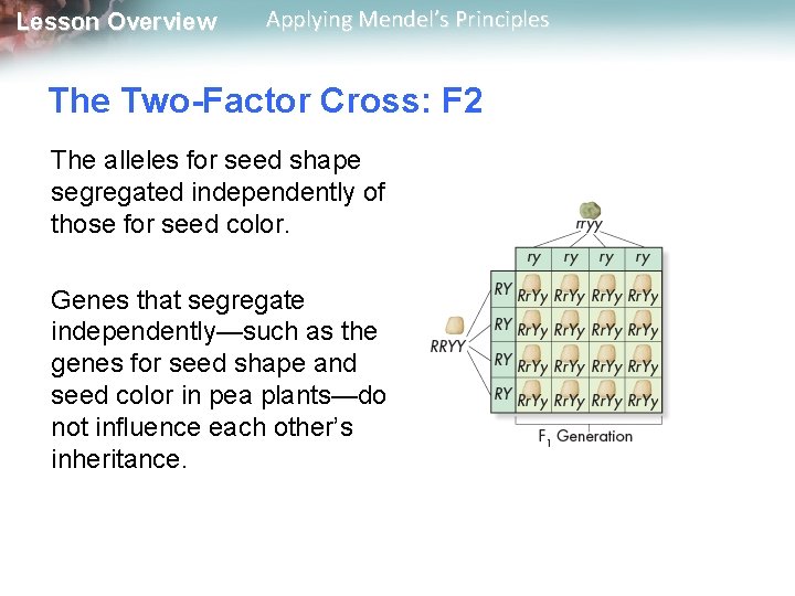 Lesson Overview Applying Mendel’s Principles The Two-Factor Cross: F 2 The alleles for seed