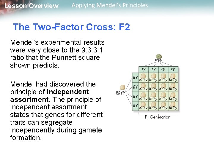 Lesson Overview Applying Mendel’s Principles The Two-Factor Cross: F 2 Mendel’s experimental results were