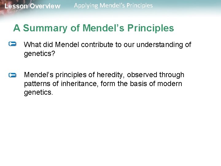 Lesson Overview Applying Mendel’s Principles A Summary of Mendel’s Principles What did Mendel contribute