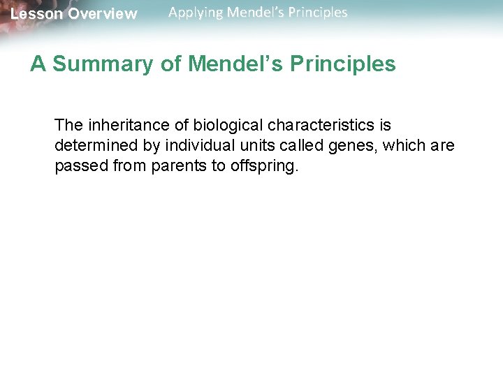 Lesson Overview Applying Mendel’s Principles A Summary of Mendel’s Principles The inheritance of biological