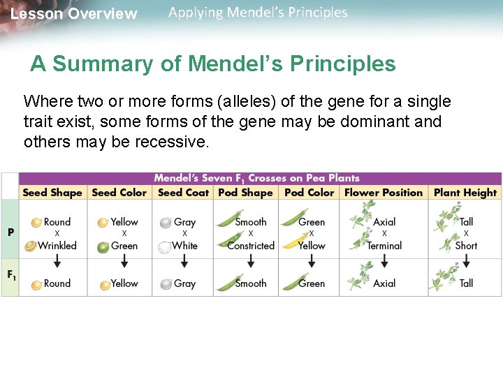 Lesson Overview Applying Mendel’s Principles A Summary of Mendel’s Principles Where two or more