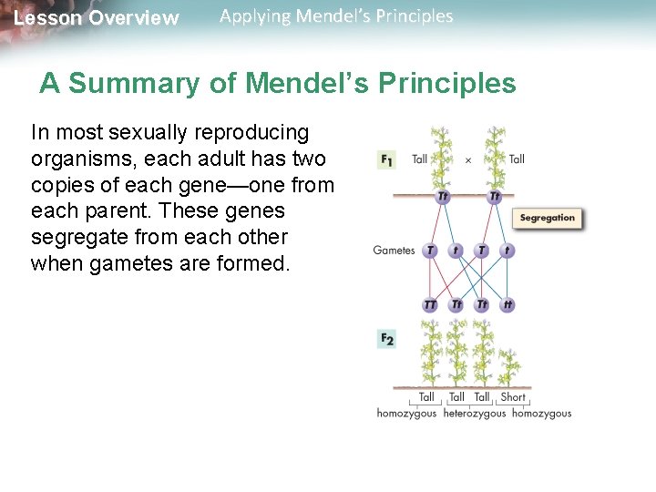 Lesson Overview Applying Mendel’s Principles A Summary of Mendel’s Principles In most sexually reproducing