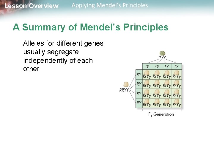 Lesson Overview Applying Mendel’s Principles A Summary of Mendel’s Principles Alleles for different genes