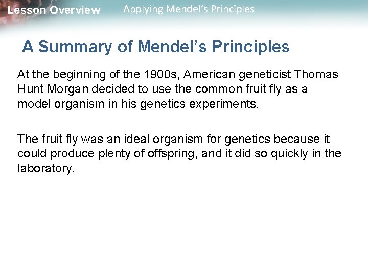 Lesson Overview Applying Mendel’s Principles A Summary of Mendel’s Principles At the beginning of