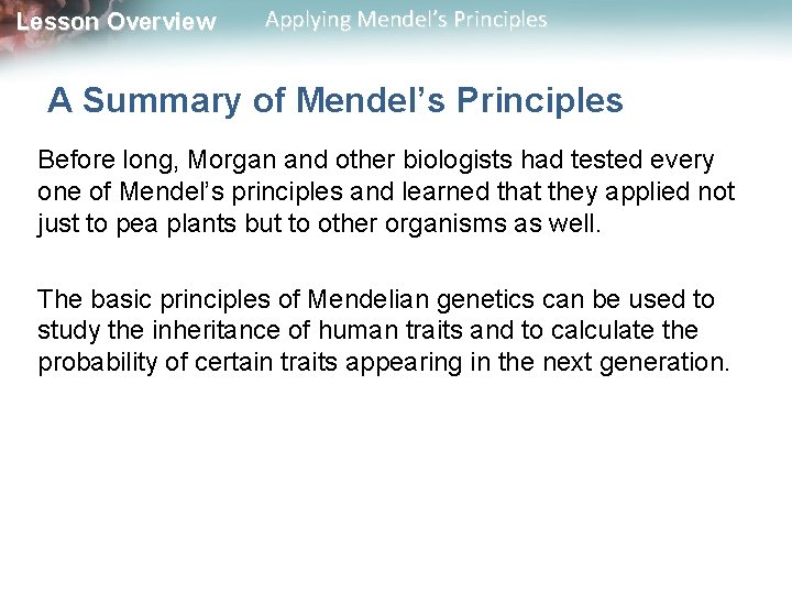 Lesson Overview Applying Mendel’s Principles A Summary of Mendel’s Principles Before long, Morgan and