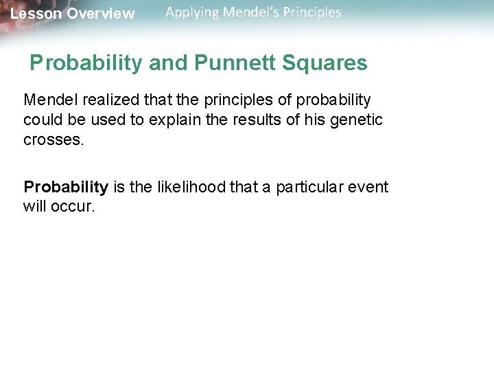 Lesson Overview Applying Mendel’s Principles Probability and Punnett Squares Mendel realized that the principles