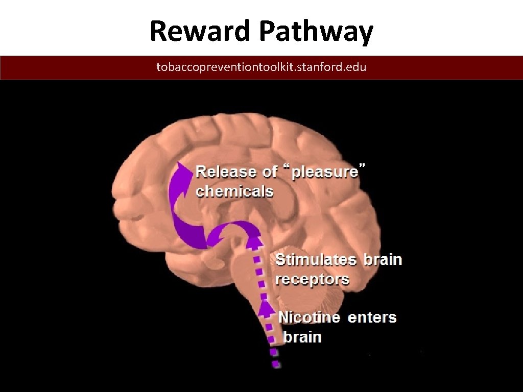 Reward Pathway tobaccopreventiontoolkit. stanford. edu 