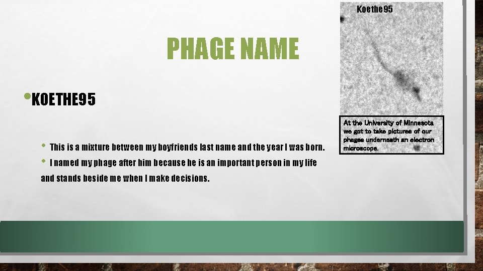 Koethe 95 PHAGE NAME • KOETHE 95 • This is a mixture between my