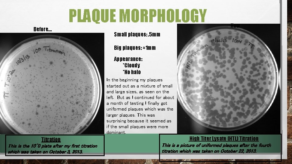 PLAQUE MORPHOLOGY Before… Now Small plaques: . 5 mm Big plaques: ≈1 mm Appearance: