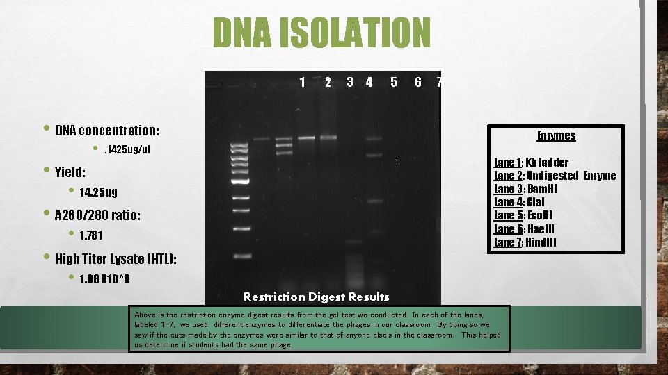 DNA ISOLATION 1 2 3 4 5 6 7 • DNA concentration: • Enzymes